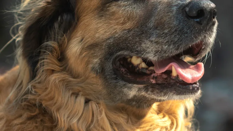 Yaşlı bir köpek